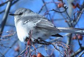 Mockingbird Thrill